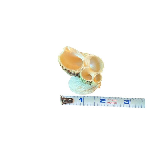Miniature Seashell Figurine Trinket - Picture 6 of 6
